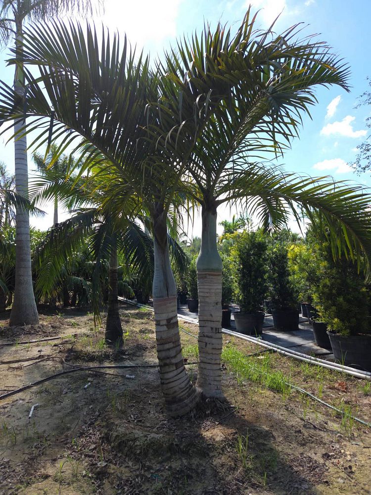 hyophorbe-verschaffeltii-mascarena-palm-spindle-palm