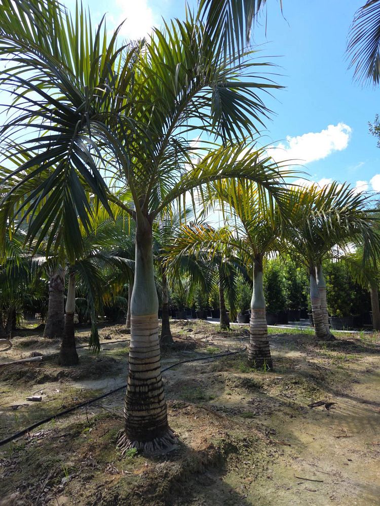 hyophorbe-verschaffeltii-mascarena-palm-spindle-palm