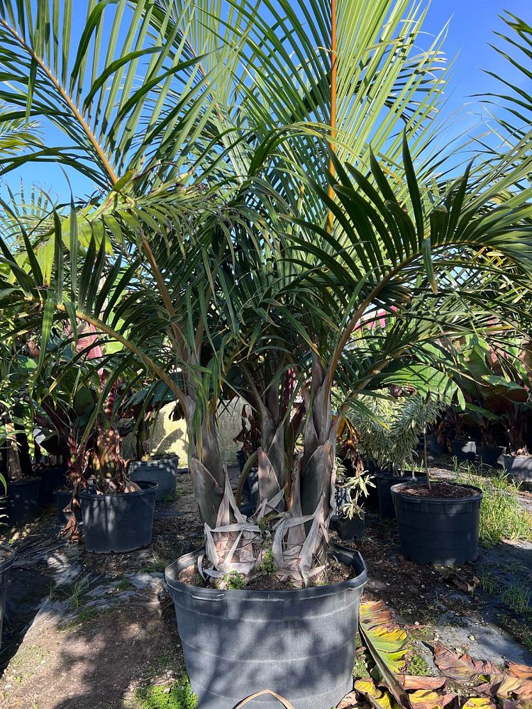 hyophorbe-verschaffeltii-mascarena-palm-spindle-palm