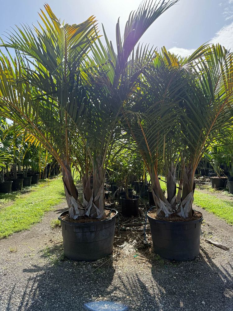 hyophorbe-verschaffeltii-mascarena-palm-spindle-palm