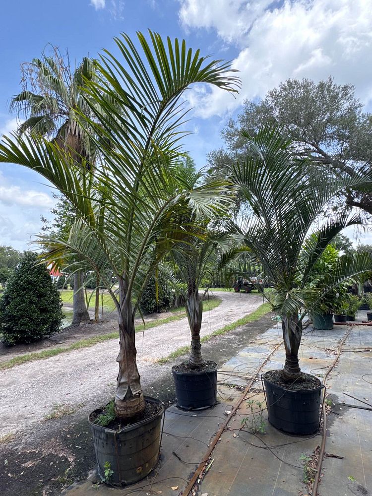 hyophorbe-verschaffeltii-mascarena-palm-spindle-palm