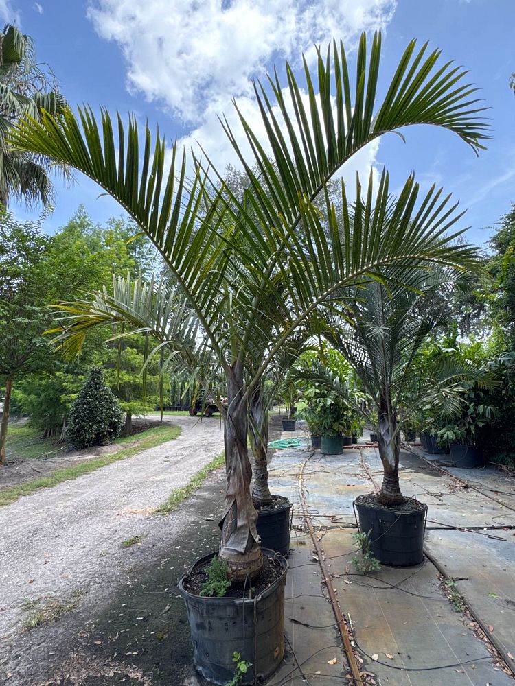 hyophorbe-verschaffeltii-mascarena-palm-spindle-palm