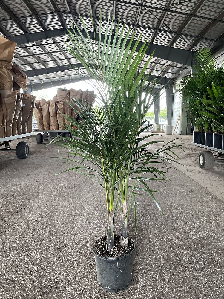 hyophorbe-verschaffeltii-mascarena-palm-spindle-palm