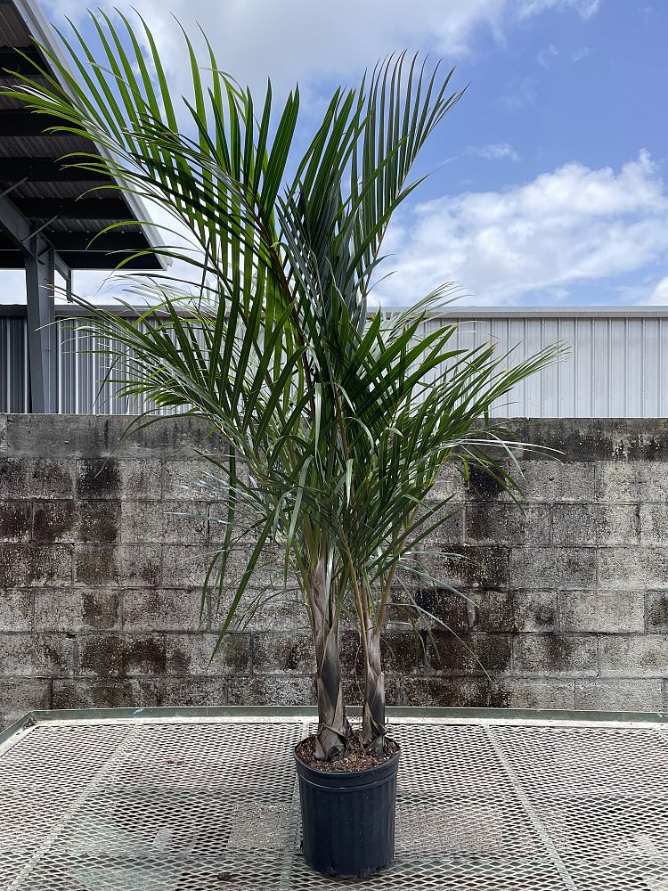 hyophorbe-verschaffeltii-mascarena-palm-spindle-palm