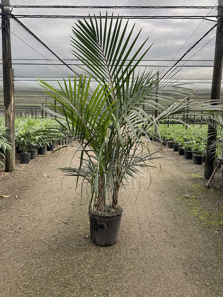 hyophorbe-verschaffeltii-mascarena-palm-spindle-palm