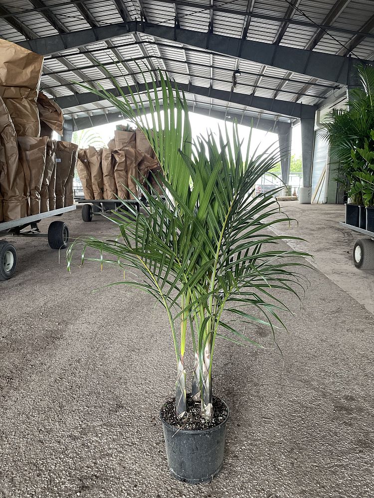 hyophorbe-verschaffeltii-mascarena-palm-spindle-palm