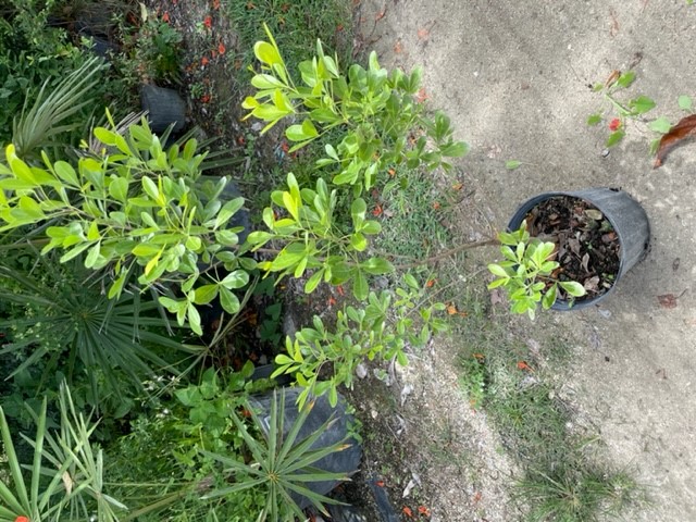 hypelate-trifoliata-white-ironwood