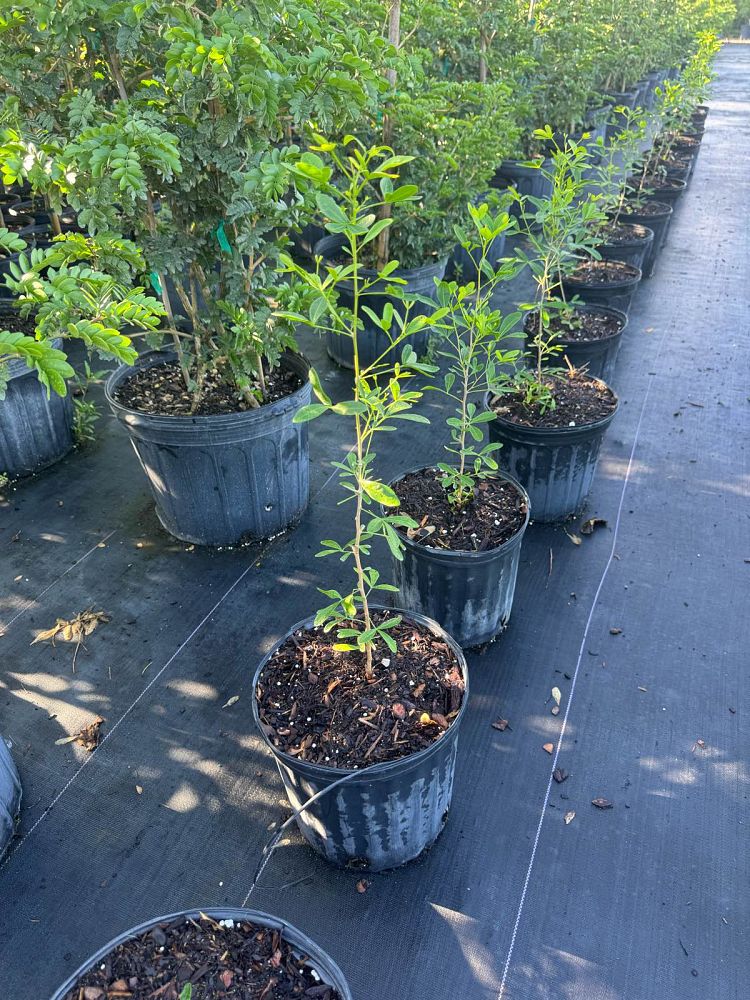 hypelate-trifoliata-white-ironwood