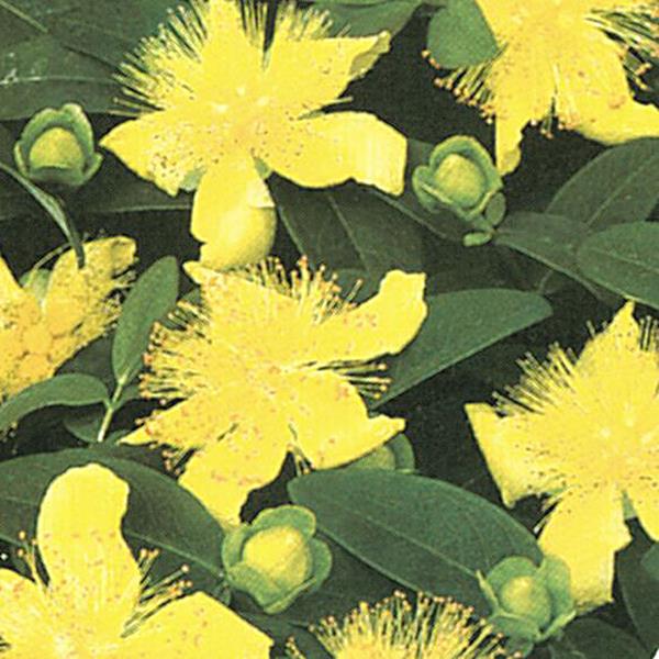 hypericum-calycinum-creeping-st-john-s-wort-aaron-s-beard