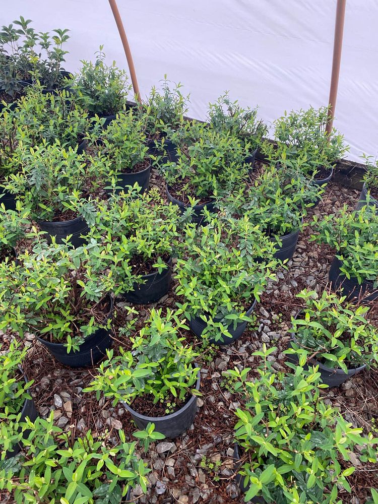 hypericum-calycinum-creeping-st-john-s-wort-aaron-s-beard