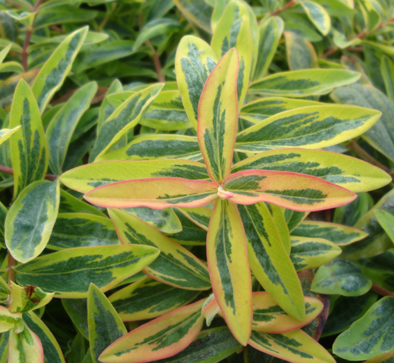 hypericum-calycinum-fiesta-creeping-st-john-s-wort-aaron-s-beard