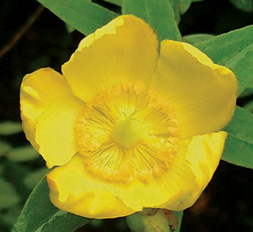 hypericum-hidcote-st-john-s-wort