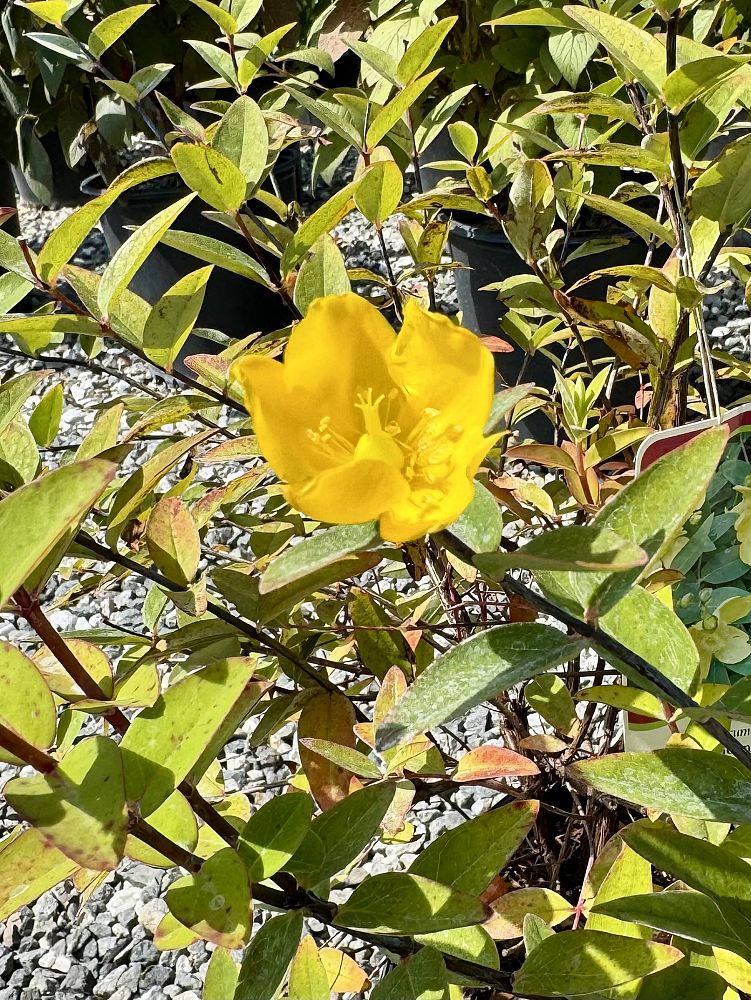 hypericum-hidcote-st-john-s-wort