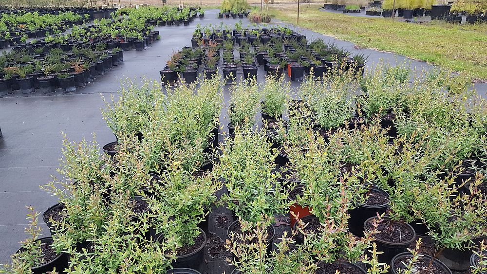 hypericum-hypericoides-st-andrew-s-cross