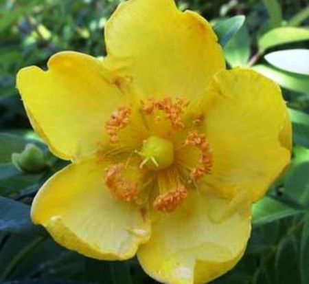 hypericum-patulum-sungold-goldencup-st-john-s-wort