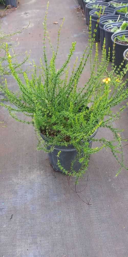 hypericum-reductum-scrub-st-john-s-wort