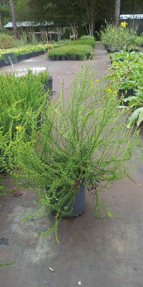 hypericum-reductum-scrub-st-john-s-wort