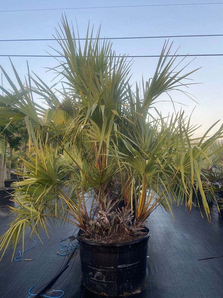 hyphaene-coriacea-doum-palm