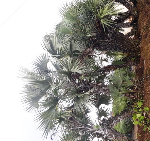 hyphaene-coriacea-doum-palm