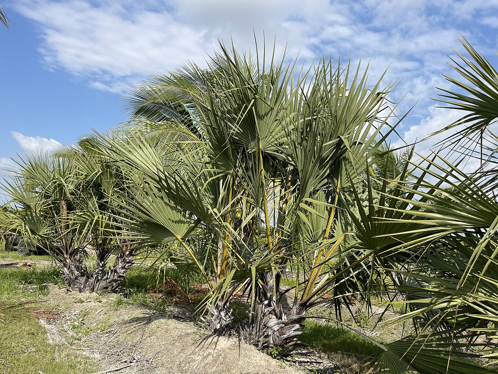 hyphaene-coriacea-doum-palm