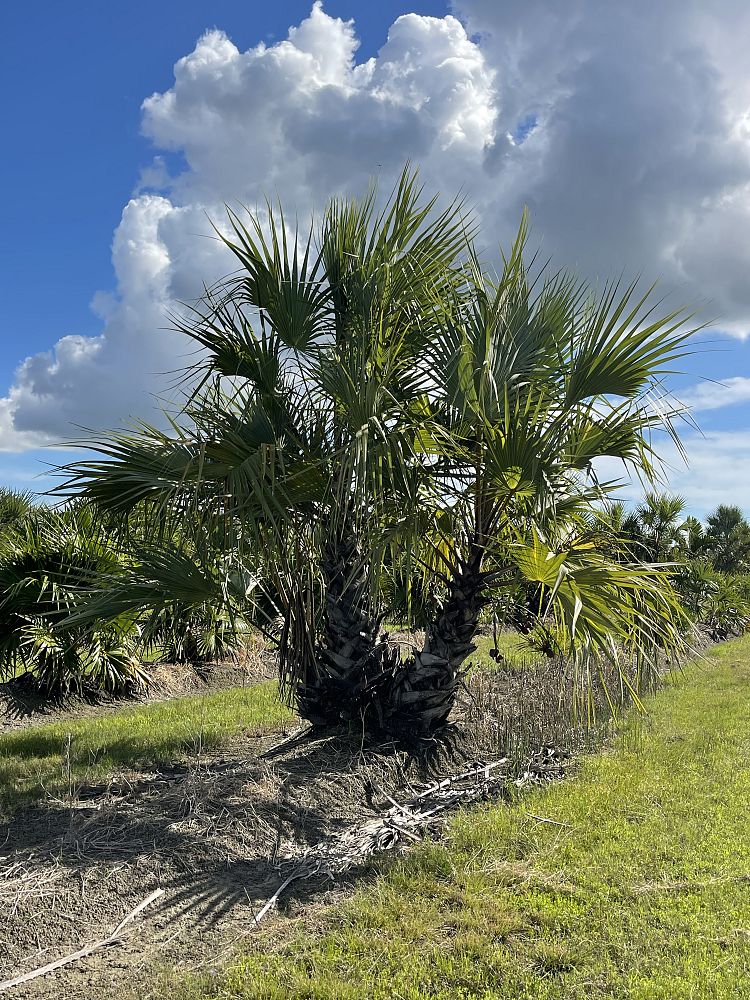hyphaene-coriacea-doum-palm
