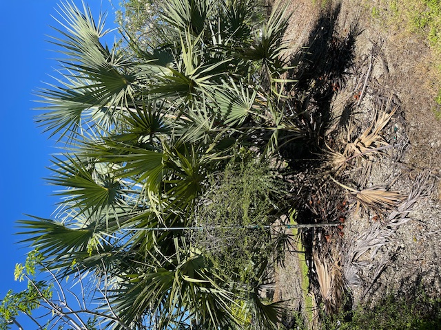 hyphaene-coriacea-doum-palm