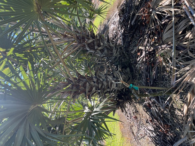 hyphaene-coriacea-doum-palm
