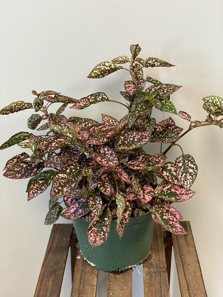 hypoestes-phyllostachya-confetti-pink-freckle-face-polka-dot-plant-polka-dot-plant