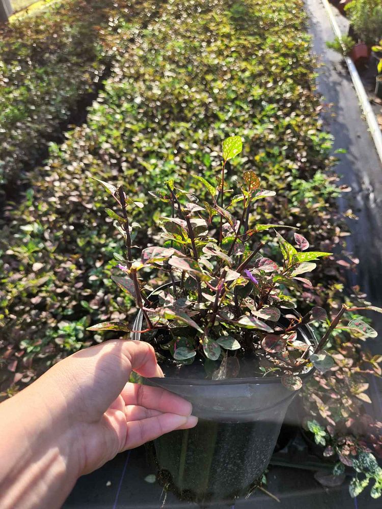 hypoestes-phyllostachya-polka-dot-plant