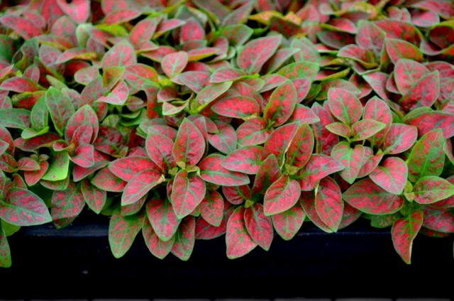 hypoestes-phyllostachya-red-splash-polka-dot-plant