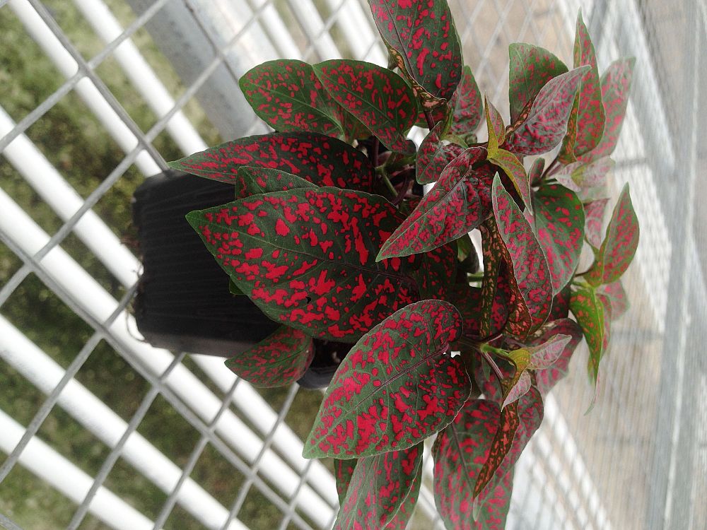 hypoestes-phyllostachya-red-splash-polka-dot-plant