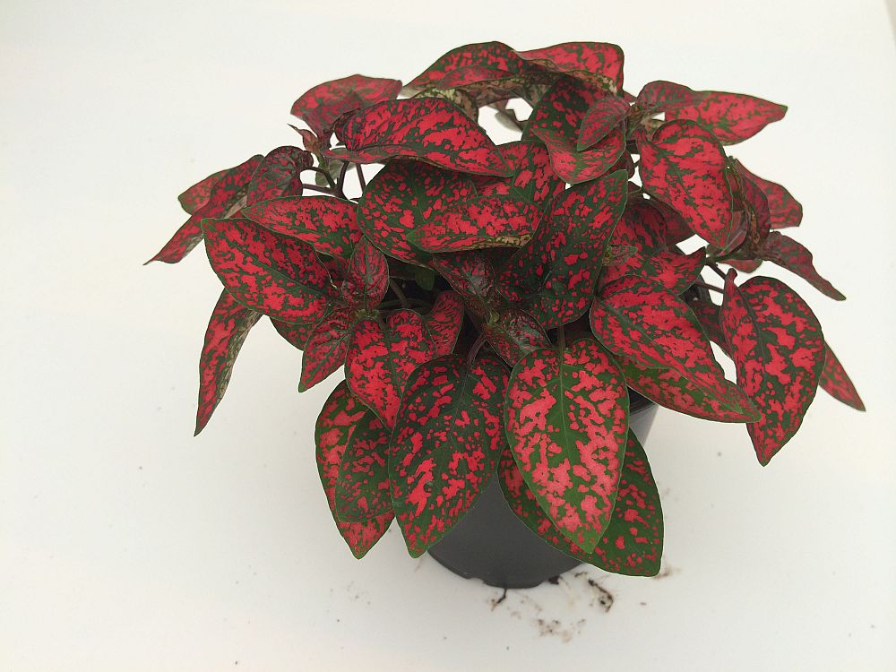 hypoestes-phyllostachya-red-splash-polka-dot-plant