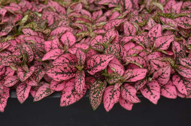 hypoestes-phyllostachya-rose-splash-polka-dot-plant