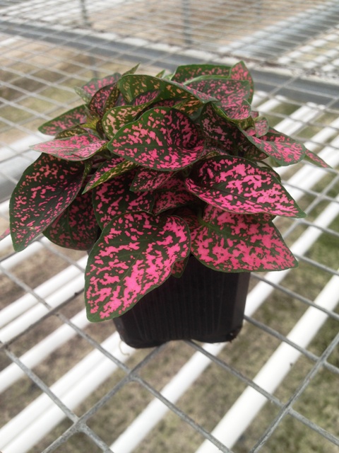 hypoestes-phyllostachya-rose-splash-polka-dot-plant