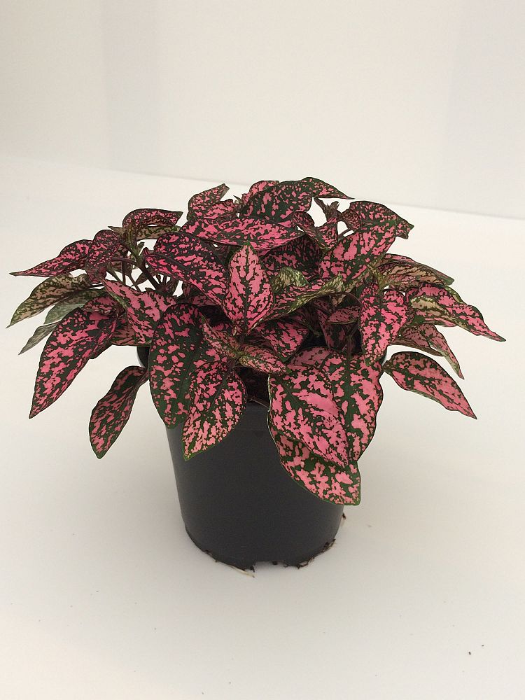 hypoestes-phyllostachya-rose-splash-polka-dot-plant