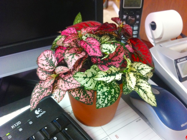 hypoestes-phyllostachya-select-series-polka-dot-plant