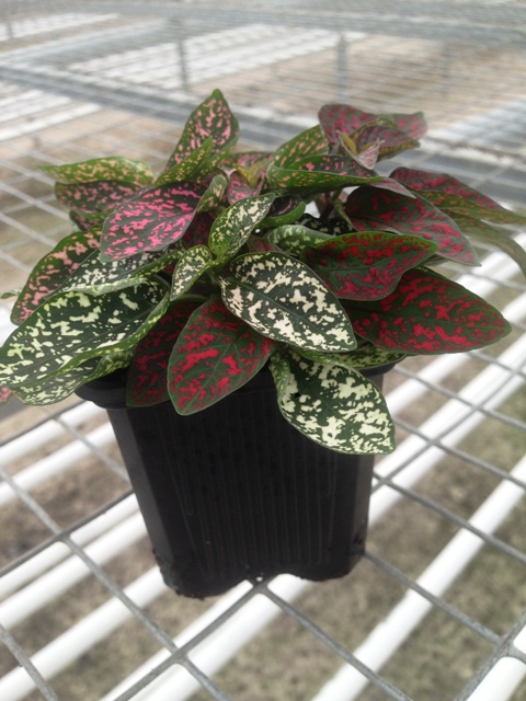 hypoestes-phyllostachya-select-series-polka-dot-plant