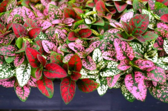 hypoestes-phyllostachya-select-series-polka-dot-plant