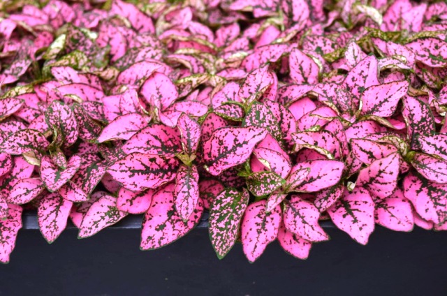 hypoestes-phyllostachya-splash-select-pink-polka-dot-plant