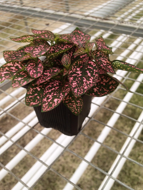 hypoestes-phyllostachya-splash-select-pink-polka-dot-plant
