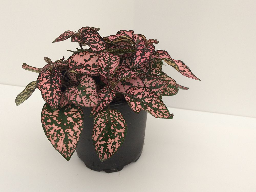 hypoestes-phyllostachya-splash-select-pink-polka-dot-plant
