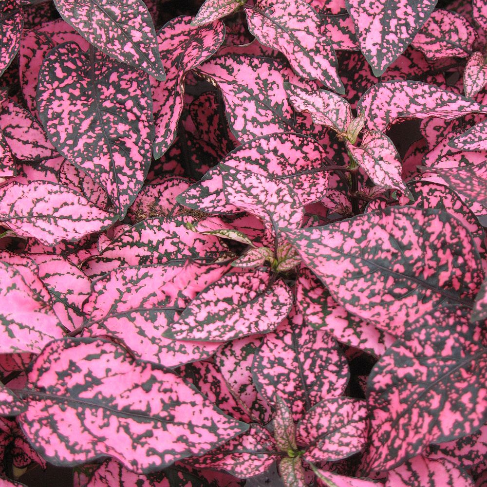 hypoestes-phyllostachya-splash-select-pink-polka-dot-plant