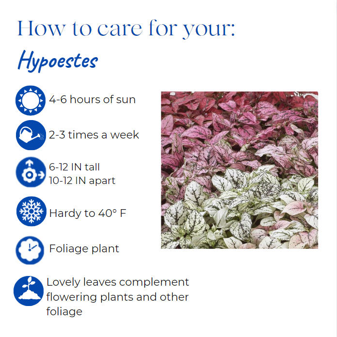 hypoestes-phyllostachya-splash-select-white-freckle-face-polka-dot-plant-polka-dot-plant