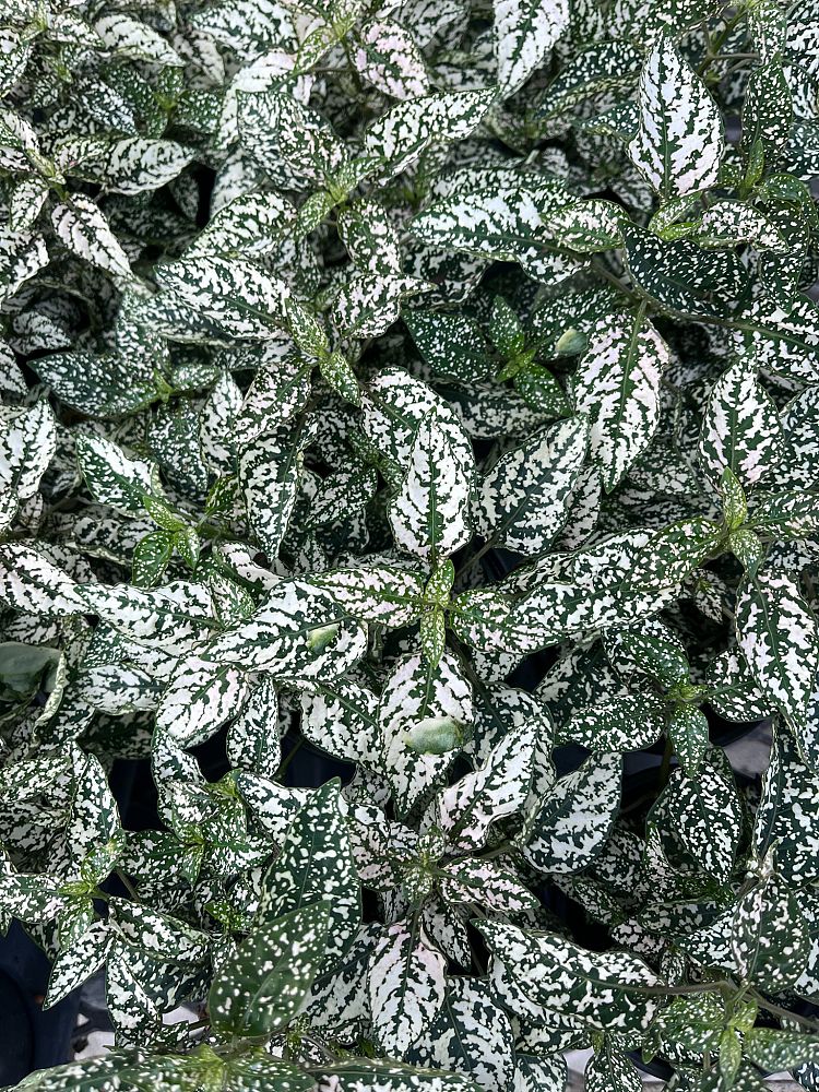 hypoestes-phyllostachya-splash-select-white-freckle-face-polka-dot-plant-polka-dot-plant