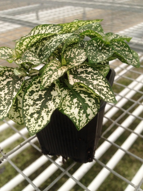 hypoestes-phyllostachya-white-splash-polka-dot-plant