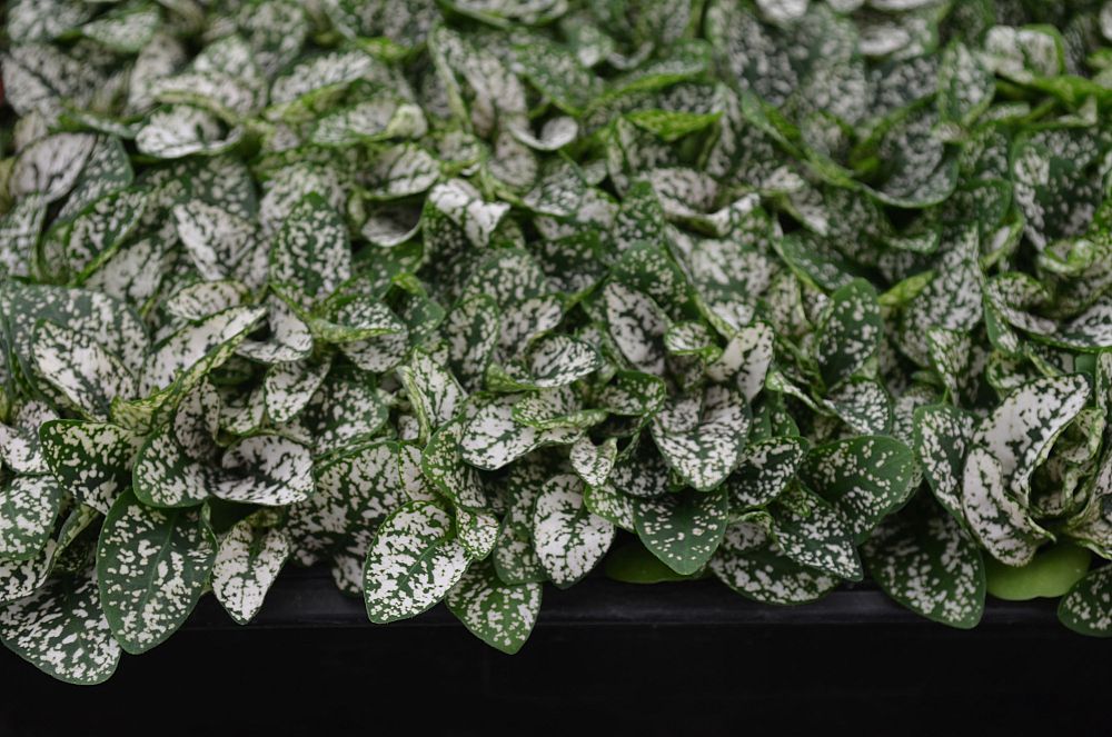 hypoestes-phyllostachya-white-splash-polka-dot-plant