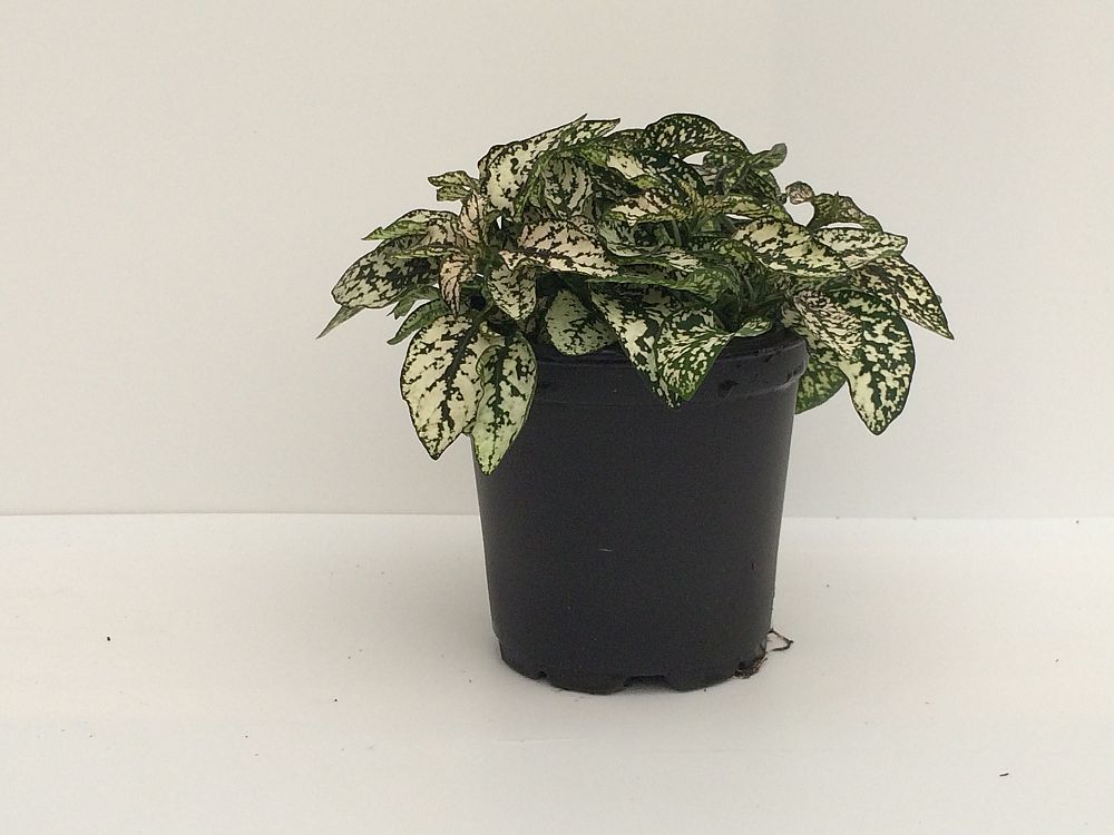 hypoestes-phyllostachya-white-splash-polka-dot-plant