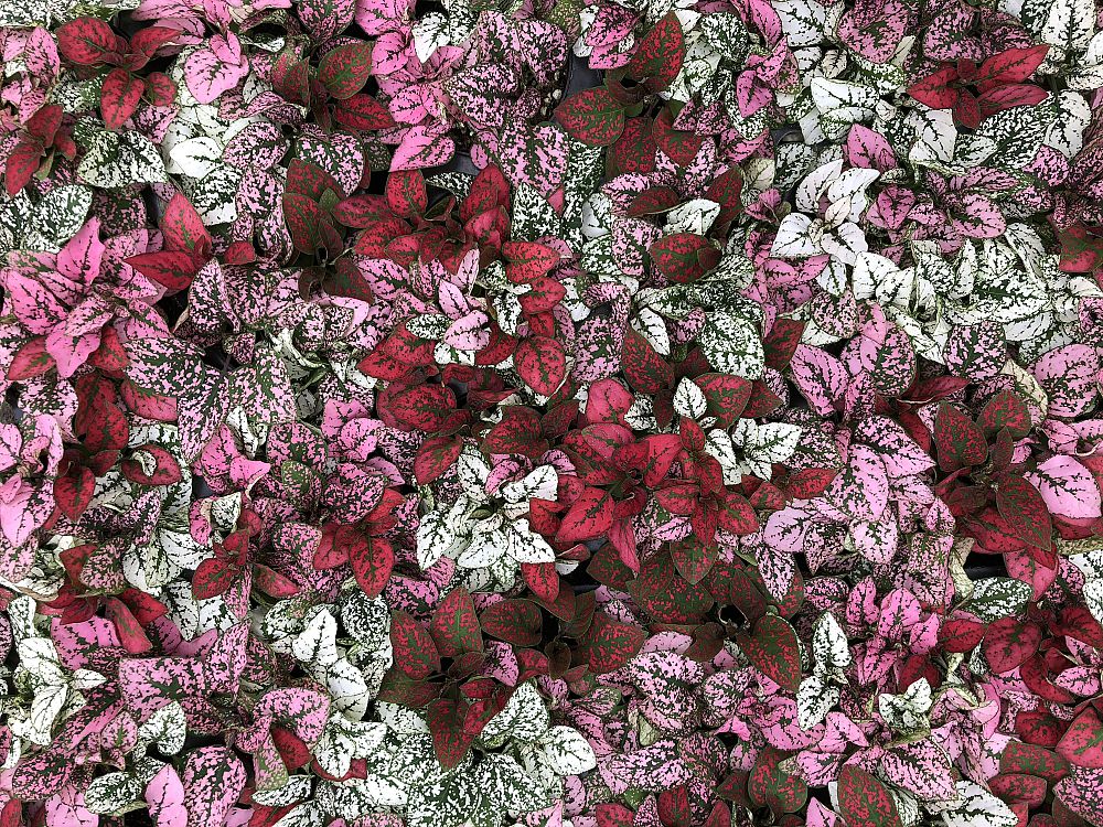 hypoestes