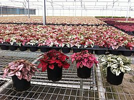 hypoestes