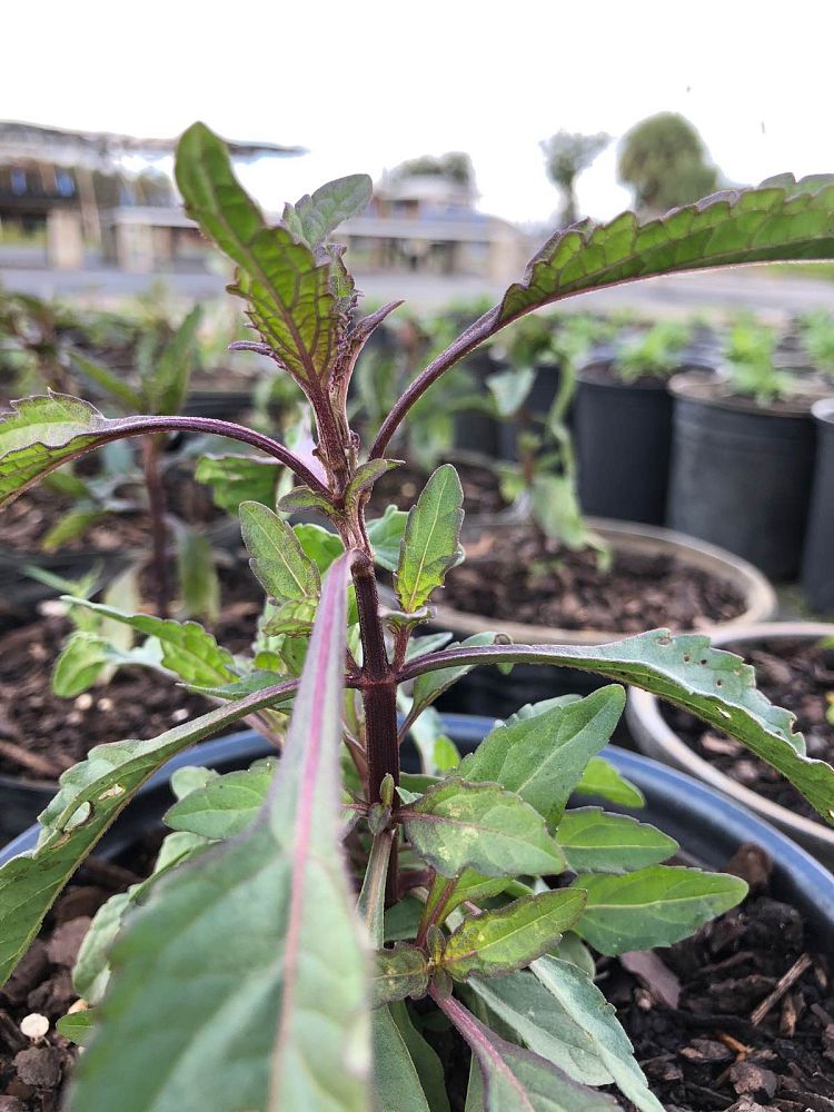 hyptis-alata-clustered-bush-mint-musky-mint